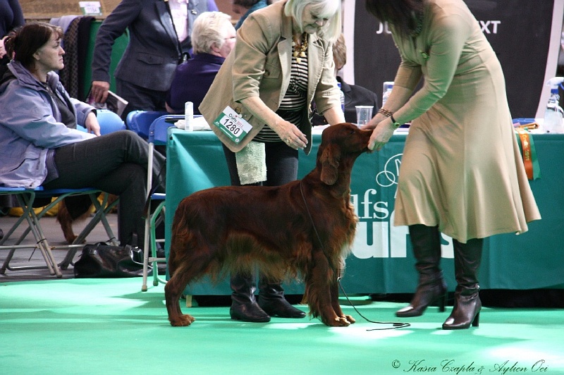 Crufts2011 551.jpg